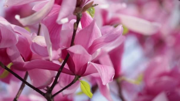 Spring time. Blooming pink magnolia in the wind against the blue sky. Selective focus. — Stock Footage Spring Time Blooming Pink Magnolia Wind Blue Sky Selective Focus Stock Video