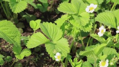 Bahar geldi. Çilek çalıları açıyor. Seçici odak.
