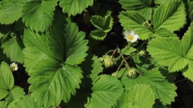 Yaz zamanı. Ahududu çalıları. Seçici odak.
