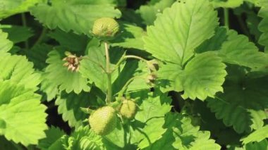 Yaz zamanı. Ahududu çalıları. Seçici odak.