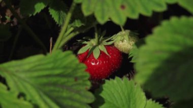 Yaz zamanı. Ahududu çalıları. Seçici odak.
