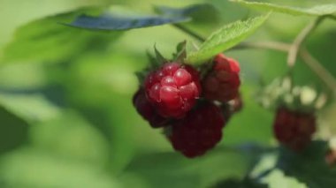 Vadideki zambakların yeşil yapraklarının makro çekimi. Yaprak dokusu, yağmur damlaları.