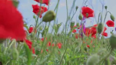 Yabani çiçekler - gelincikler, çiçek, çayırdaki papatyalar.