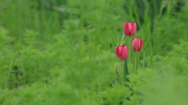 Bahar geldi. Rüzgarda sallanan yeşil çimenli üç pembe lale. Seçici odak.