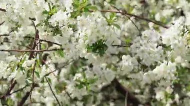 Mavi gökyüzüne karşı bahar kiraz çiçekleri açar. Arılar ve yaban arıları beyaz kiraz çiçeklerinin etrafında uçar. Seçici odak.