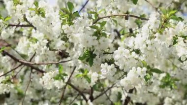 Mavi gökyüzüne karşı bahar kiraz çiçekleri açar. Arılar ve yaban arıları beyaz kiraz çiçeklerinin etrafında uçar. Seçici odak.