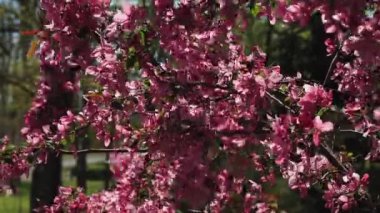 Dekoratif ağaç - cennet elma ağacı - güzel pembe yapraklarla çiçek açar. Güzel bahar çiçekleri dalları rüzgarda sallanıyor.