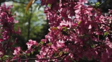 Dekoratif ağaç - cennet elma ağacı - güzel pembe yapraklarla çiçek açar. Güzel bahar çiçekleri dalları rüzgarda sallanıyor.