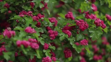 Bahar geldi. Çiçeklerle süslenmiş süs dikeni.