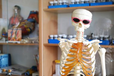 Güneş gözlüklü anatomik iskelet modeli, çeşitli anatomik modeller ve eğitim materyalleriyle çevrili bir sınıf laboratuvarında konumlandırılarak öğrenme ortamını geliştirmektedir.