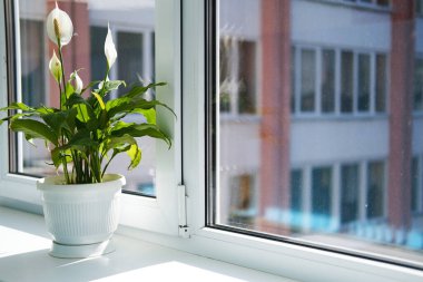 Beyaz bir tencerede canlı bir bitki, güneşli bir pencere pervazına yerleştirilir. Yumuşak gölgeler bırakır ve sıcak iç çevresine biraz doğa katar.