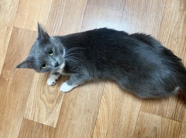 Yerdeki gri kedi ahşap zeminde dinleniyor, güzel kürkünü ve tuhaf ifadesini sergiliyor, evinde sıcak ve davetkar bir atmosfer yaratıyor.