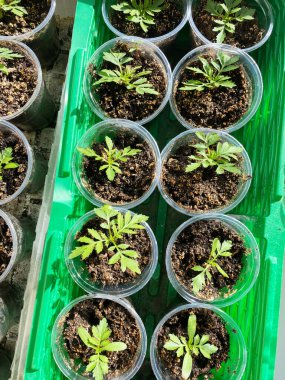 Yeşil fidanlar şeffaf bardaklarda, verimli yeşil bir tepside organize edilmiş, bitkilerin büyüme sürecini gösteren zengin topraklarla gelişiyorlar.