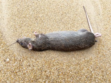 Ölü sıçan kumlu sahilde, doğal bir sahil ortamında ince kum tanecikleriyle çevrili kürkünü ve kuyruğunu sergiliyor.