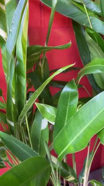 Heliconia psittacorum yemyeşil yapraklarını canlı kırmızı bir zemin üzerinde sergiler, canlı renkleri ve karmaşık yaprak desenlerini vurgular