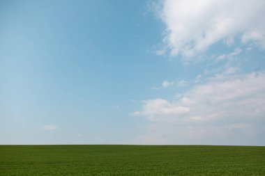 Uçsuz bucaksız, soluk mavi gökyüzünün altında canlı yeşil bir çimen tarlası barındıran huzurlu, minimalist bir manzara. İnce beyaz bulutlar ufuk boyunca sürükleniyor, barışçıl ve açık bir atmosfer yaratıyor..