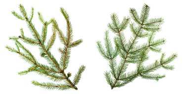 Şeffaf bir arkaplanda ladin dalı. Şeffaf bir arkaplanda Yeni Yıl ve Noel dekoru