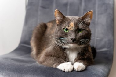 Gri kedi sandalyede oturuyor ve kameraya bakıyor, ev içinde rahat atmosferi ve yumuşak ışığı olan bir ev hayvanı portresi..