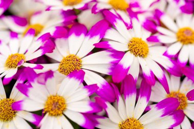 Çiçekçide ya da bahçede koyu renkli merkezleri olan yoğun mor ve beyaz renkli sinerarya çiçekleri..