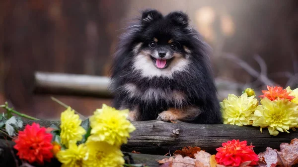 Pomeranian Spitz Autumn Forest — Stock Photo, Image