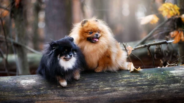 Pomeranian Spitz Herfstbos — Stockfoto