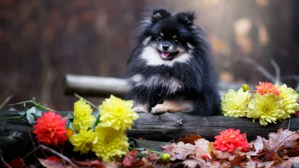 Pomeranian Spitz Herfstbos — Stockfoto