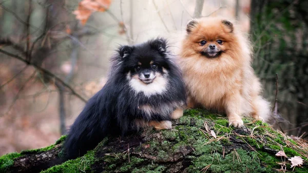 Pomeranian Spitz Autumn Forest — Stock Photo, Image