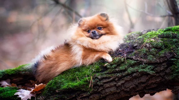 Spitz Poméranien Dans Forêt Automne — Photo