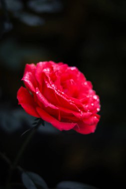 Yumuşak doğal ışıkta yakalanmış güzel detaylandırılmış kırmızı bir gül. Koyu kırmızı taç yaprakları aşkı, tutkuyu ve romantizmi simgeler. Sevgililer Günü için bu resmi mükemmelleştirir. Tebrik kartları, düğün tasarımları ve romantik temalar..