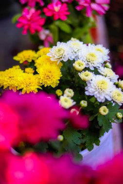 Pembe çiçeklerle çevrili, yumuşak bulanık arkaplanlı beyaz ve sarı çiçekleri içeren canlı bir kasımpatı çiçeği. Görüntü doğal güzelliği, tazeliği ve çiçekli zarafeti vurguluyor..