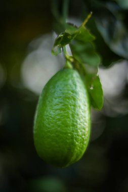 Asitrus ağacında asılı taze yeşil bir kireç, yumuşak doğal ışık ve sığ alan derinliği. Açık havada organik turunçgillerin büyümesini, tazeliğini, tarımını ve sağlıklı doğal gıdaları ön plana çıkaran tropikal meyve fotoğrafçılığı.