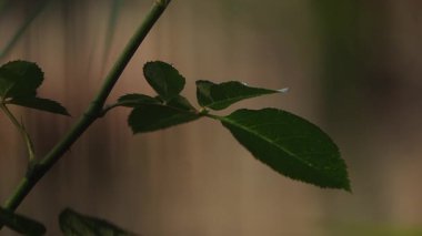 Yüzeyinde küçük su damlacıkları olan bir bitki sapında büyüyen taze yeşil yaprakların yakın çekim görüntüleri. Yumuşak doğal ışık ve sığ alan derinliği sakin ve organik bir atmosfer yaratır. Doğa, büyüme, tazelik ve çevre için ideal.