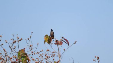 Tek bir siyah kuş atree dalının tepesine sakince tünemiş kuru yapraklar ve tohum tohumlarıyla berrak mavi bir gökyüzü. Doğa, vahşi yaşam, özgürlük, yalnızlık için elverişli açık bir kırsal alanda kuş davranışları sahneleniyor..
