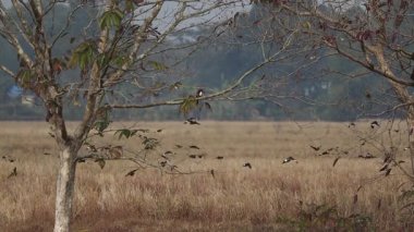 Geniş kırsal alan, ön planda ağaçlarla birlikte kurak tarlalarda uçan bir kuş sürüsünü gösteriyor. Barışçıl kırsal bölge vahşi yaşam hareketini, kırsal doğayı, tarım arazilerini ve açık arazileri yakalıyor. Doğa için uygun..