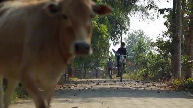 Dibrugarh, Assam, Hindistan - 29 Aralık 2025: Köyün kırsal kesimindeki bir yol sahnesi, yerli köylülerin Assam, Hindistan 'da otlayan inekleri gösteriyor. Geleneksel kırsal yaşam tarzı kuzeydoğu Hindistan 'da.
