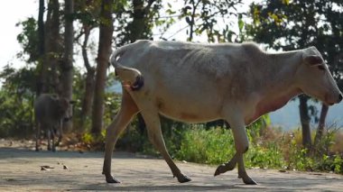 Yeşillik ve ağaçlarla çevrili köy yolunda yürüyen tek bir ineğin yakın görüntüsü. Hindistan 'da geleneksel köy yaşamını, tarımı, çiftlik hayvanlarını ve barışçıl kırsal çevreyi sunan doğa senaryosu.