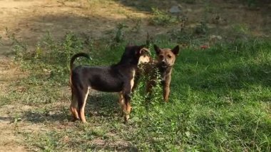 İki sokak köpeği yeşil çimlerin üzerinde birlikte duruyor kırsal bir kırsal alanda. Gündüz vakti yakalanan doğal hayvan davranışları, refakatçilik, tetikte olma ve günlük hayatta başıboş gezen köpekler. Hayvan, doğa ve kırsal yaşam kavramları için uygundur..