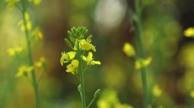 Sarı hardal çiçeklerinin doğal güneş ışığı altında bir tarlada açtığı yakın plan görüntüsü. Video, mevsimsel tarım, doğal büyüme ve kırsal çiftçiliği temsil eden yumuşak bulanık bir geçmişe sahip narin çiçekler ve taze yeşil saplar yakalıyor..