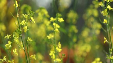 Sarı hardal çiçekleri, doğal güneş ışığı altında uzun yeşil bir tarlada çiçek açıyor. Videoda, mevsimsel tarım, doğal büyüme ve kırsal çevreyi temsil eden yumuşak arka plan bulanıklığı ve nazik hareketler yer alıyor..