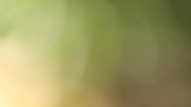 Açık yeşil ve sarı arkaplan içeren soyut video görüntüleri pürüzsüz değişimlerle bulanık arkaplan. Yumuşak, minimal ve havadar görsel hava bu klibi temiz arka planlar, örtüler, modern tasarım, refah içeriği için ideal hale getiriyor..