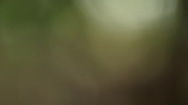 Yumuşak yeşil ve zeytin tonlu bulanık hafif ışık dönüşümlü soyut video görüntüleri. Odaklanamayan görsel sakin, organik ve atmosferik bir ortam yaratır, doğadan esinlenilmiş arka planlar için ideal, sinematik örtüler, refah içeriği.