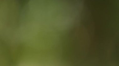 Koyu yeşil bulanık tonlara sahip, pürüzsüz ve çözülmüş bir dokuya sahip soyut video görüntüleri. Doğal renk paleti ve yumuşak gradyanlar sakin, organik ve atmosferik bir ortam yaratarak, bu klibi doğadan esinlenilmiş görseller ve refah için ideal hale getiriyor..