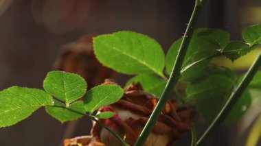 Dikenli bir gövdede büyüyen taze yeşil gül yapraklarının yakın çekim görüntüleri. Sıcak, doğal güneş ışığı altında çekildi. Kurumuş bir gül çiçeği arka planda yavaşça belirir, yaşam ve çürüme arasında görsel bir tezat yaratır..