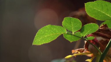 Taze yeşil bir gül yaprağının yakın çekim görüntüleri. Sıcak güneş ışığı altında çekilmiş. Detaylı yaprak damarları ve dokusu vurgulanmış. Arka plan düz dairesel bokeh ve sığ alan derinliği içerir, sakin ve zarif bir kompozisyon oluşturur.