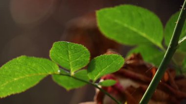 Yeşil gül sapının yakın çekim görüntüleri görünür dikenler ve taze yapraklar, sıcak güneş ışığıyla aydınlatılıyor. Kurumuş bir gül çiçeği arka planda yumuşak bir bokeh ile görünür, büyüme ve çürüme arasında kontrastlık yaratır..