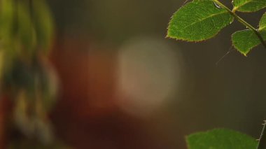 Çerçeve kenarlarından çıkan yeşil gül yapraklarının minimum makro videosu yumuşak, bulanık bokeh arkaplanına karşıdır. Sıcak doğal ışık ve sığ alan derinliği cömert fotokopi alanı ile sakin ve zarif bir sahne oluşturur..