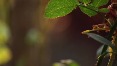 Sıcak doğal güneş ışığıyla aydınlatılan, dikenli gövdesi ve pürüzsüz bulanık arkaplanı olan sağlıklı yeşil bir gül yaprağının yakın çekim makro videosu. Sığ alan derinliği geniş kopya alanı ile sakin ve organik bir görünüm yaratır..