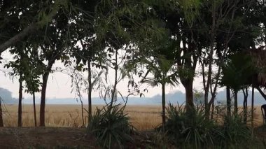 Ön planda ağaçların ve arka planda geniş açık tarım arazilerinin yer aldığı huzurlu kırsal alan. Tarım arazisi, köy manzarası ve gün ışığı atmosferi olan sakin bir doğal ortam. Doğa projeleri için ideal.