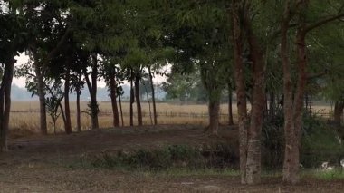 Huzurlu kırsal alan manzarası ön planda ağaçları ve arka planda açık tarım arazilerini gösteriyor. Sakin atmosferi ve açık hava manzarası olan doğal köy ortamı. Doğa, tarım ve kırsal yaşamla ilgili konular için ideal.
