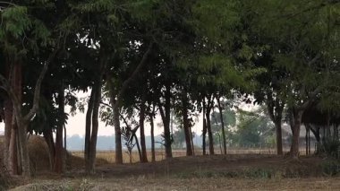 Ağaçların doğal bir çerçeve oluşturduğu ve arka planda açık tarım arazilerinin olduğu huzurlu kırsal alan. Tarım arazisi, doğal yeşillik ve açık hava manzaralı sakin bir köy ortamı. Doğa, kırsal yaşam ve tarım konuları için uygundur..